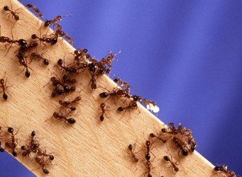 How to Win the Battle of Ant Removal from Your Kitchen and Garden