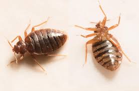 Cost Effective Toronto Bed Bugs Treatment