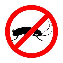 Cockroach Pest Control Service: Tips to Protect Your Home
