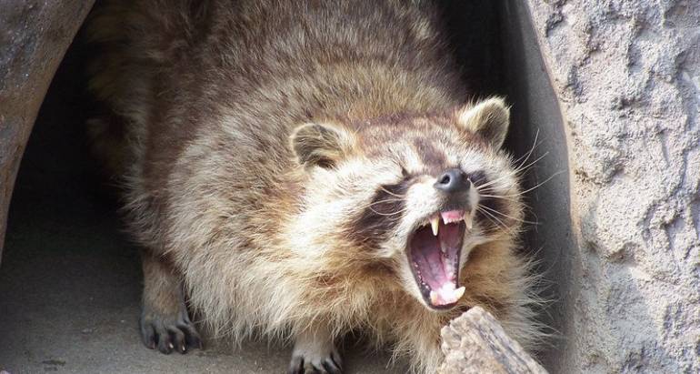 Raccoon Removal in Toronto: Effective Ways to Deal with a Raccoon Invasion