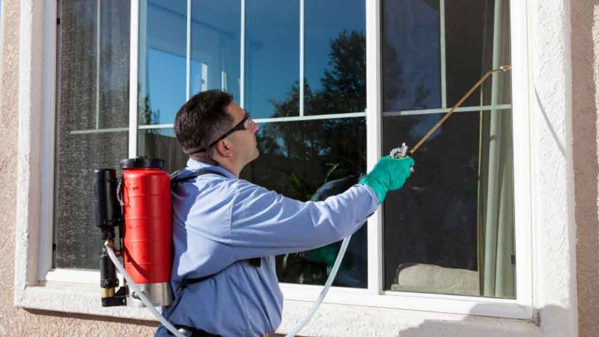 Exploring the Three Main Types of Pest Control Services in Toronto