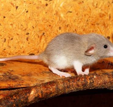 Rat & Mice Removal